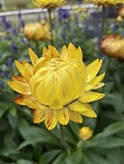 Bloem