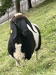 schaap