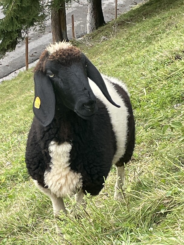 schaap