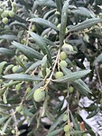 IMG_0675