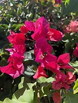 IMG_1384