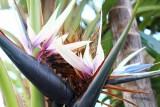 Paradijsbloem