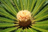 palm