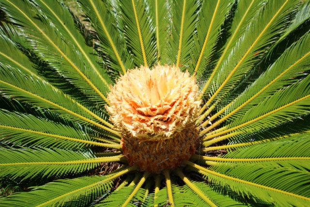 palm
