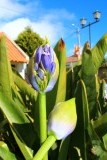 agapanthus die open gaat