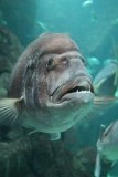 Aquarium