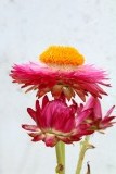 mooie bloem