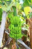 mmmm bananen