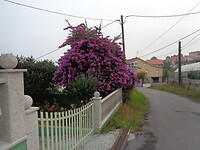 Een mooie bloeiende bougainvillea, die van mij thuis zit in een klein potje😉