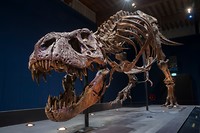 T. rex Trix