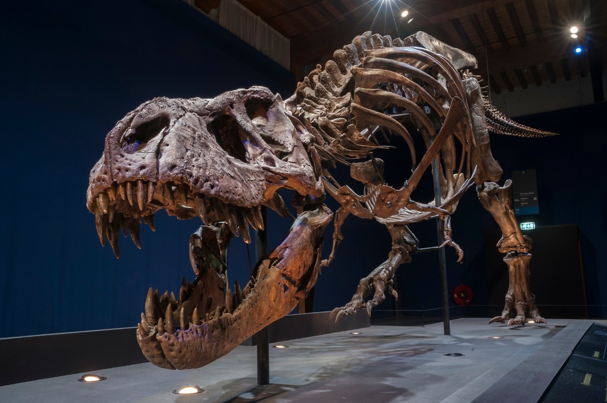 T Rex Trix Foto T Rex Trix Reisblog T Rex Trix Foto T Rex Trix Reisblog