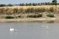 ile de re - Jun 28 - 01