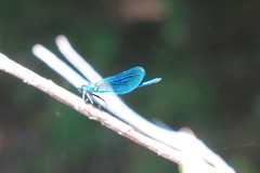 IMG_0362