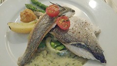 Dorade