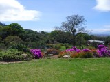 In Kirstenbosch