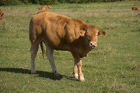 Eindelijk, een prachtige koe. Jullie misten deze natuurlijk al