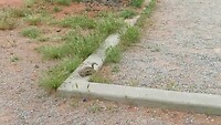 Valley of Fire, Navajo groundsquirrel