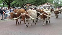 Fort Worth Stockyards 1