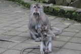Apen familie