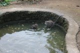 Wist niet dat apen zwemmen