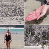 Whitehaven Beach honderden klein krabbetjes