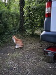 Bezoek op de camping