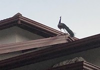 IMG_0824