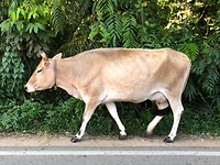 IMG_0854