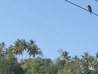 IMG_0867