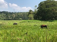 IMG_0946