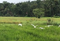 IMG_0959