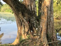 IMG_0890