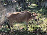 IMG_0916