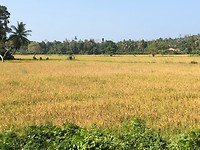 IMG_0907