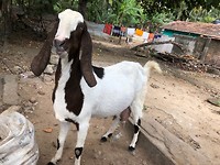 IMG_0738