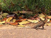 IMG_1108