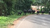 Buffels nemen een bad in de rivier.