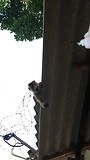 Apen op bezoek.