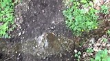 Ontspringen van een beekje.