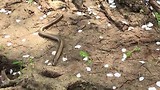 Hazelworm, een pootloze hagedis
