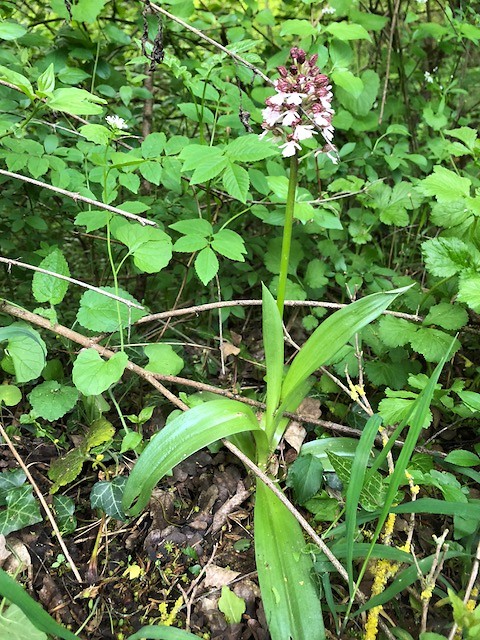 Orchidee