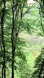 Bossen van Montenach Frankrijk.