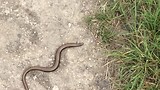 Franse Hazelworm.