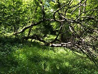 IMG_5184