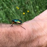 IMG_5177