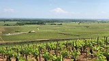 Wijngaarden Gevry-Chambertin