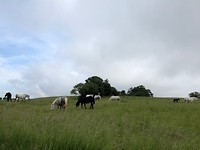 IMG_6529