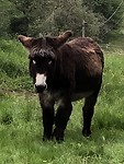 IMG_8235