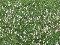 IMG_8241