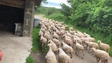 Schapenherder